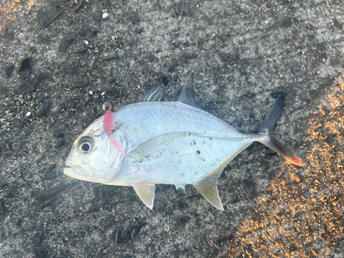 メッキの釣果