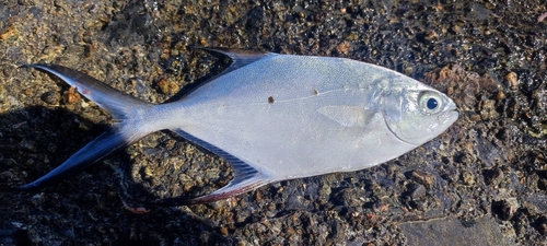 コバンアジの釣果