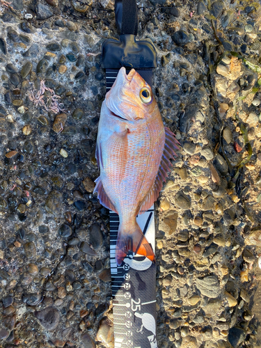 マダイの釣果