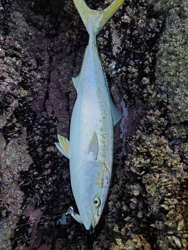 ブリの釣果