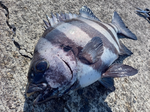 イシダイの釣果