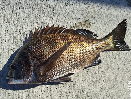 チヌの釣果