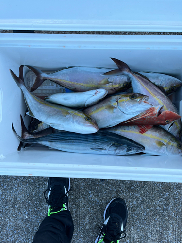 カンパチの釣果