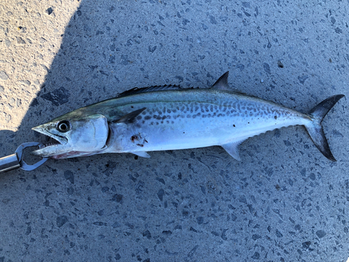 サゴシの釣果