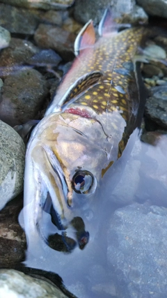 ブルックトラウトの釣果