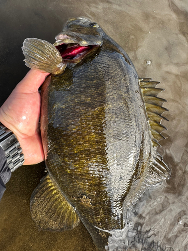 スモールマウスバスの釣果