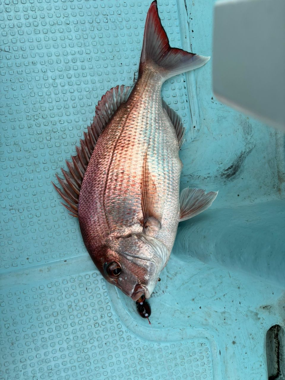 ドS東京湾鯛ラバ備忘録さんの釣果 2枚目の画像