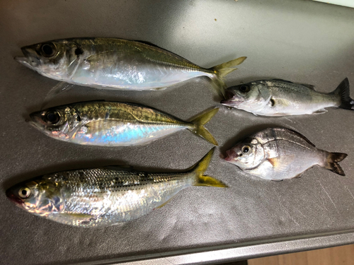 アジの釣果