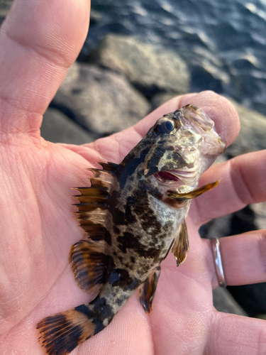 タケノコメバルの釣果