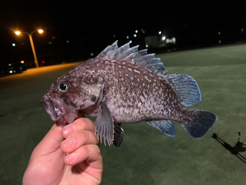 マゾイの釣果