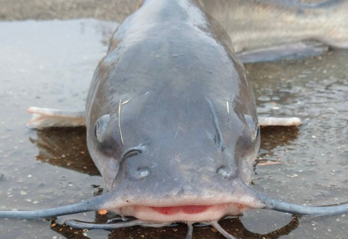 アメリカナマズの釣果