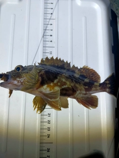 カサゴの釣果