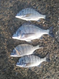 クロダイの釣果