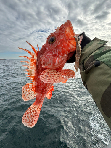 オニカサゴの釣果