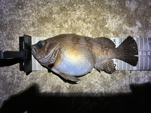 メバルの釣果