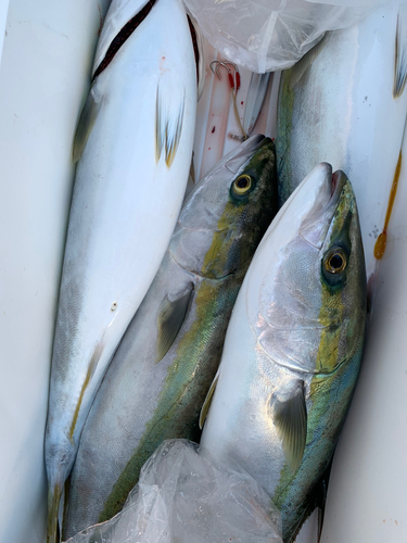 ハマチの釣果