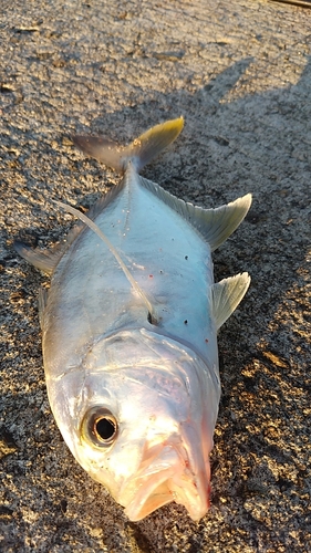 メッキの釣果