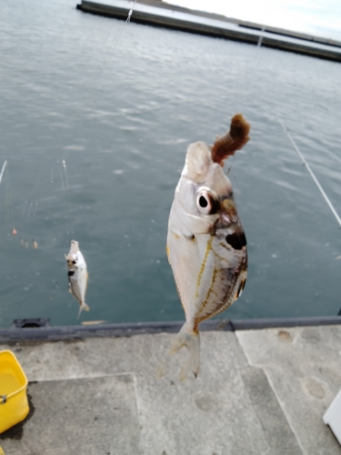 ヒイラギの釣果