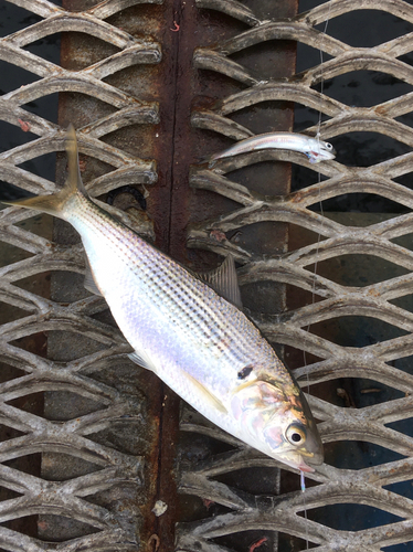 コノシロの釣果