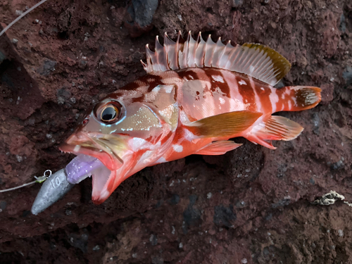 アカハタの釣果