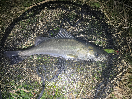 セイゴ（マルスズキ）の釣果