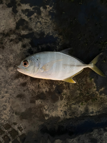 メッキの釣果