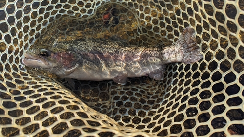 ニジマスの釣果