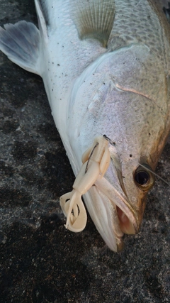 アカメの釣果