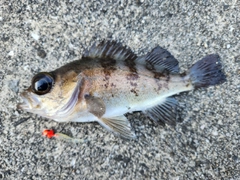 メバルの釣果