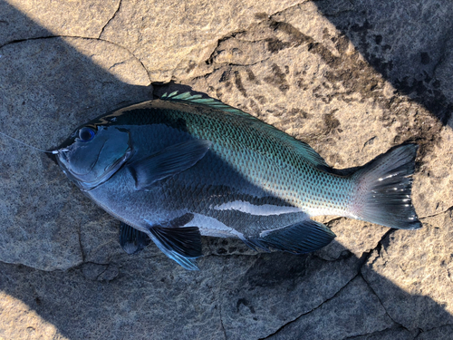 クチブトグレの釣果