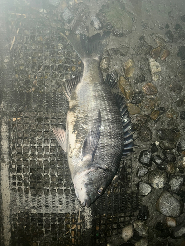 チヌの釣果