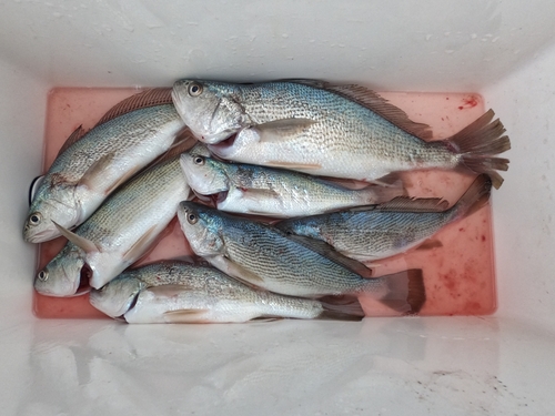 イシモチの釣果