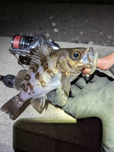 メバルの釣果