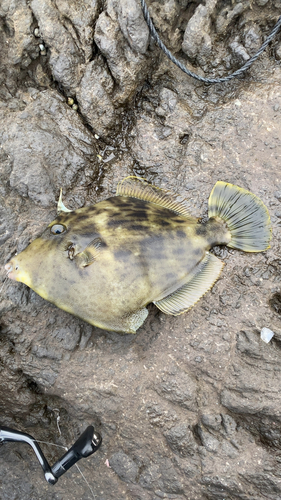 カワハギの釣果