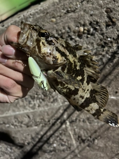 タケノコメバルの釣果