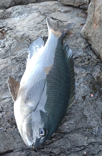 クチブトグレの釣果