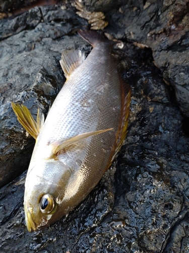 イサキの釣果