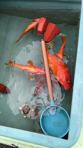 アカハタの釣果