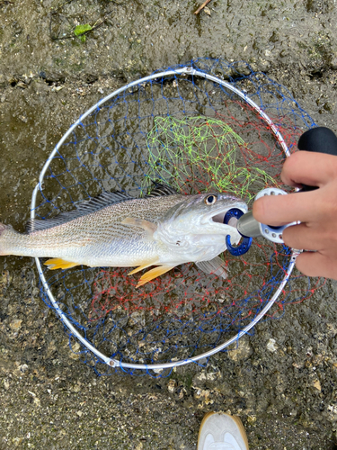 ニベの釣果