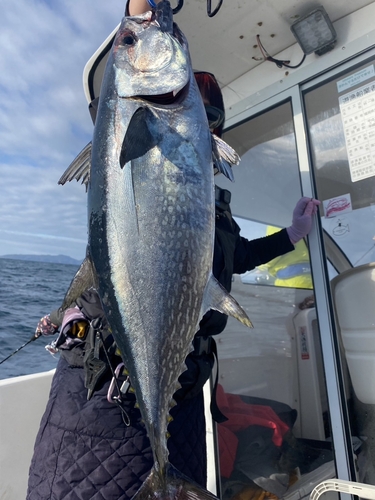 コシナガマグロの釣果