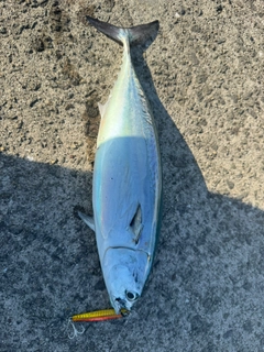 カツオの釣果