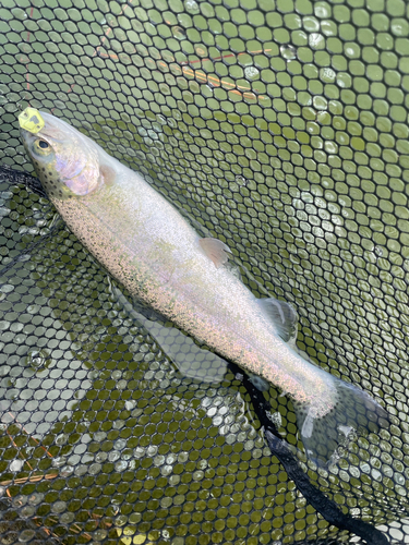 ニジマスの釣果