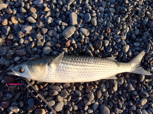 ボラの釣果