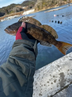 アイナメの釣果