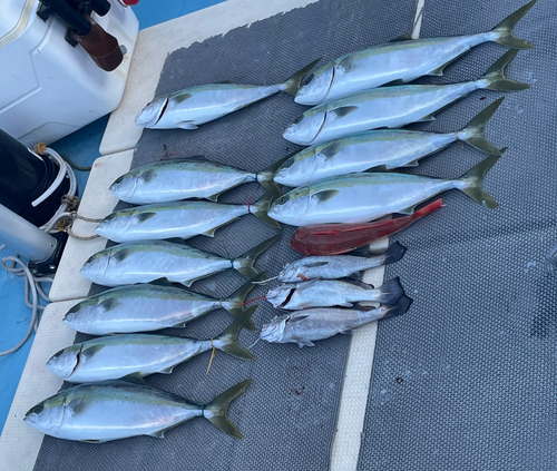 メジロの釣果