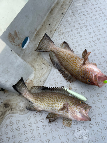 オオモンハタの釣果