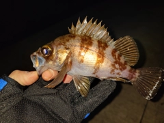 メバルの釣果