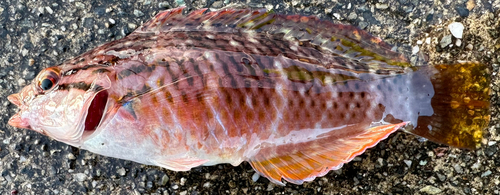 ホシササノハベラの釣果