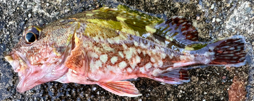 カサゴの釣果