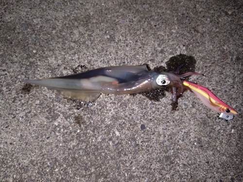 唐丹湾で釣れたイカの釣り・釣果情報 - アングラーズ